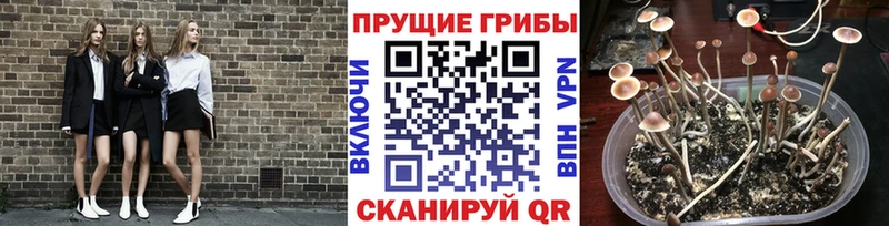 цена   Железногорск-Илимский  Псилоцибиновые грибы ЛСД 